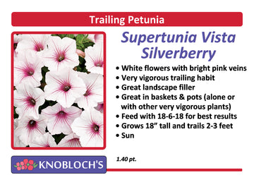 Petunia - Trailing Supertunia Vista Silverberry