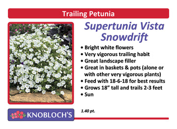 Petunia - Trailing Supertunia Vista Snowdrift