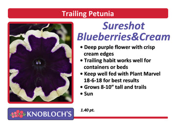 Petunia - Trailing Sureshot Blueberries & Cream