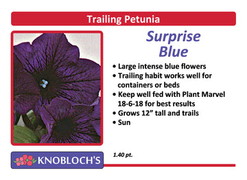 Petunia - Trailing Surprise Blue