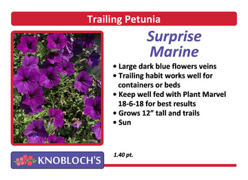 Petunia - Trailing Surprise Marine