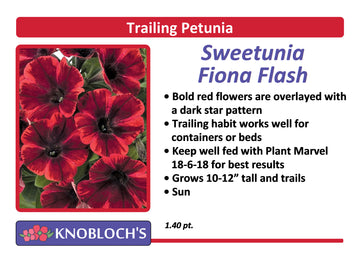 Petunia - Trailing Sweetunia Fiona Flash