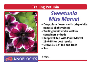 Petunia - Trailing Sweetunia Miss Marvel