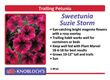Petunia - Trailing Sweetunia Suzie Storm