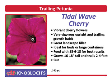 Petunia - Trailing Tidal Wave Cherry