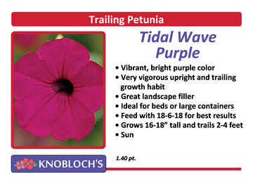 Petunia - Trailing Tidal Wave Purple