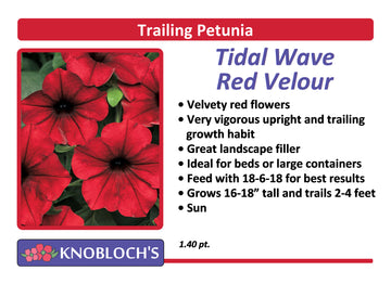 Petunia - Trailing Tidal Wave Red Velour