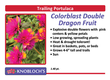 Portulaca - Trailing ColorBlast Dbl. Dragon Fruit