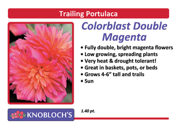 Portulaca - Trailing ColorBlast Dbl. Magenta