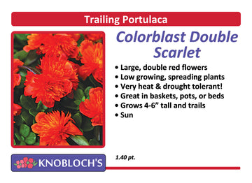 Portulaca - Trailing ColorBlast Dbl. Scarlet