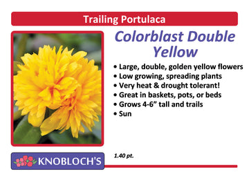 Portulaca - Trailing ColorBlast Dbl. Yellow