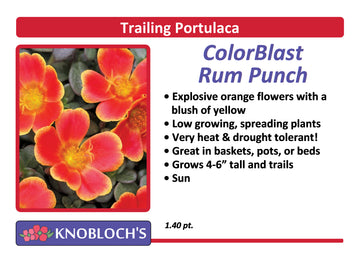 Portulaca - Trailing ColorBlast Rum Punch