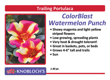 Portulaca - Trailing ColorBlast Watermelon Punch