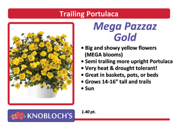 Portulaca - Trailing Mega Pazazz Gold