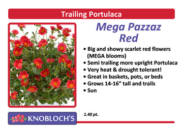 Portulaca - Trailing Mega Pazazz Red