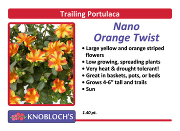 Portulaca - Trailing Nano Orange Twist