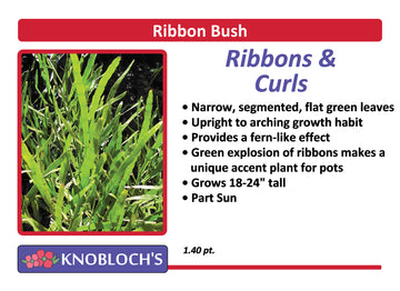 Ribbon Bush - Ribbons & Curls