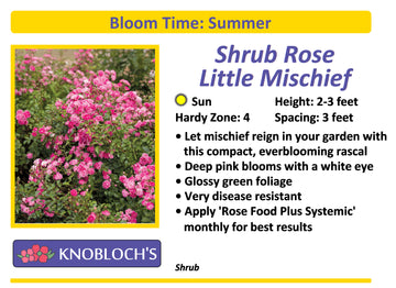 Shrub Rose - Little Mischief