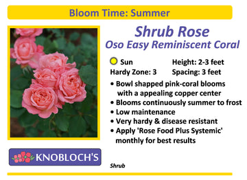 Shrub Rose - Oso Easy Reminiscent Coral