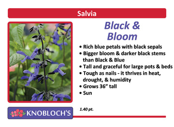 Salvia - Black and Bloom
