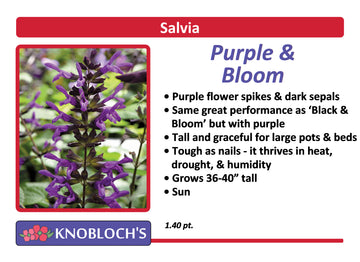 Salvia - Purple and Bloom