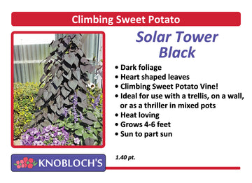 Sweet Potato Vine - Solar Tower Black
