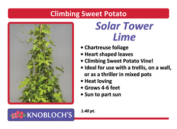 Sweet Potato Vine - Solar Tower Lime