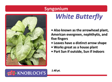 Syngonium (Arrowhead) - White Butterfly