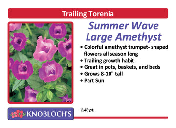 Torenia - Summer Wave Amethyst