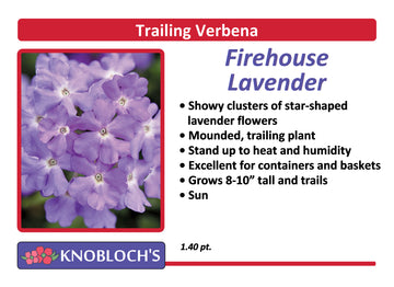 Verbena - Firehouse Lavender