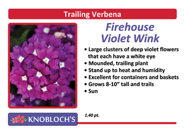 Verbena - Firehouse Violet Wink