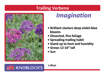 Verbena - Imagination
