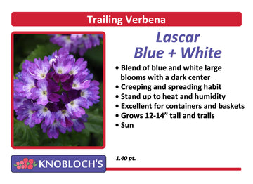 Verbena - Lascar Blue + White