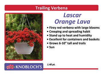 Verbena - Lascar Orange Lava