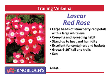 Verbena - Lascar Red Rose