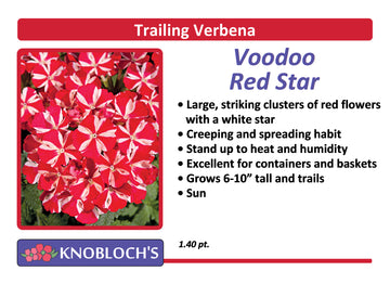 Verbena - Voodoo Red Star