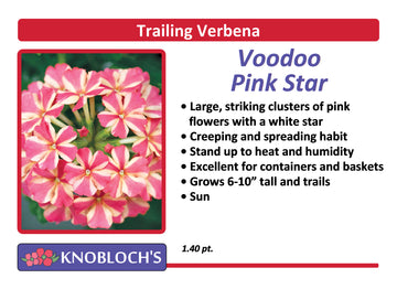 Verbena - Voodoo Pink Star