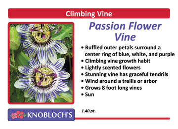 Vine - Passion Flower Vine Caerulea Blue