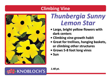 Vine - Thunbergia Sunny Lemon Star