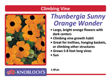 Vine - Thunbergia Sunny Orange Wonder