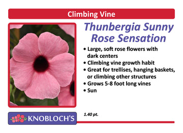 Vine - Thunbergia Sunny Rose Sensation