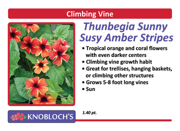 Vine - Thunbergia Sunny Suzy Amber Stripes