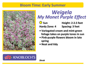 Weigela - My Monet Purple Effect