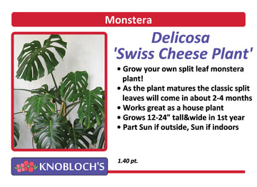 Monstera - Delicosa (Swiss Cheese Plant)