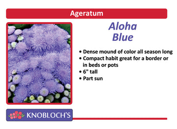 Ageratum - Aloha Blue