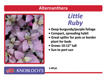 Alternanthera - Little Ruby