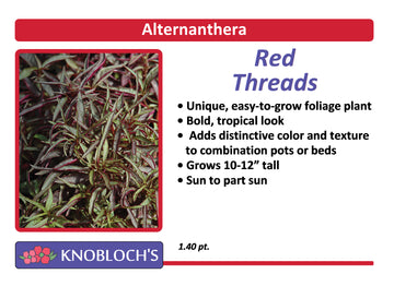 Alternanthera - Red Threads