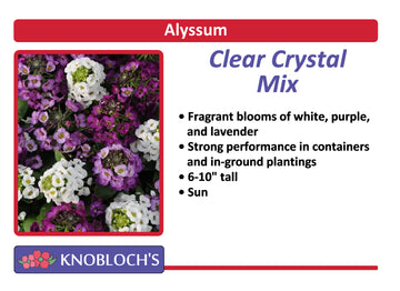 Alyssum - Crystal Clear Mix (3 pk)
