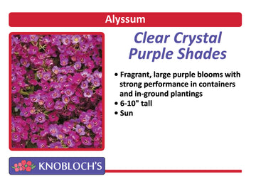 Alyssum - Clear Crystal Purple Shades