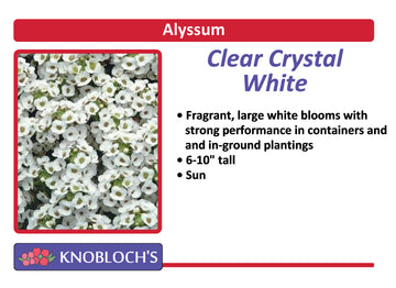 Alyssum - Clear Crystal White